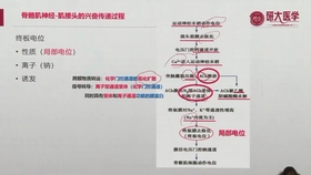 新奥资料免费精准新奥生肖卡-精选解释解析落实