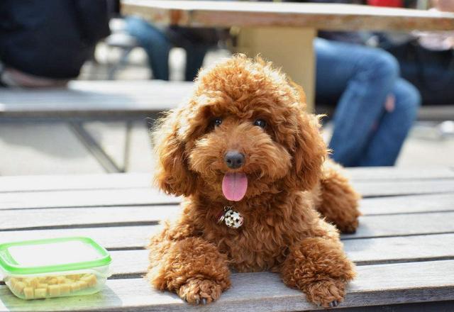 四个月的泰迪犬饮食管理，了解狗粮的摄入量