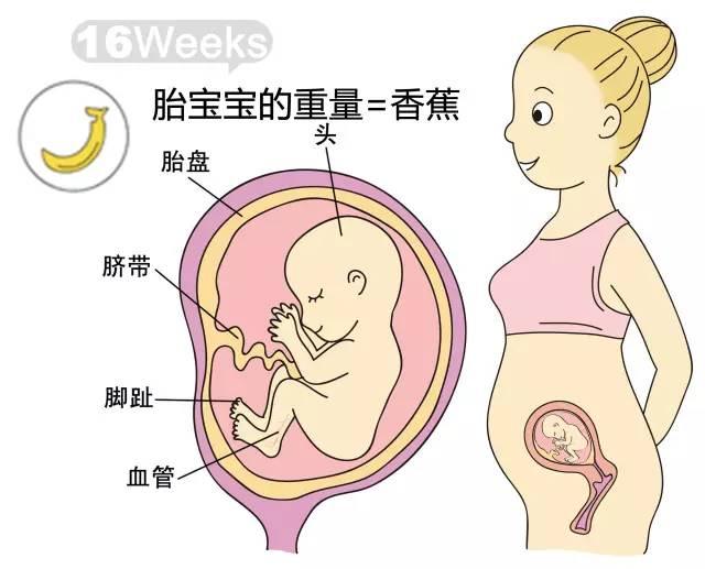 关于肚脐突出与胎儿性别的关系，一种传统观念与现代科学的解读