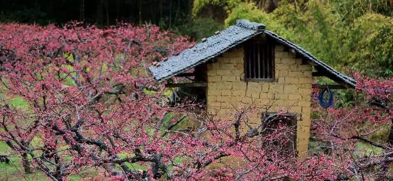 广东省的桃花岛，秘境探幽，尽展自然魅力