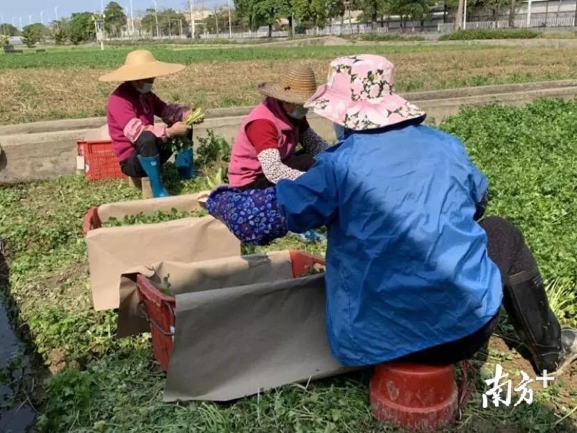 广东粤西农业有限公司，农业领域的卓越典范